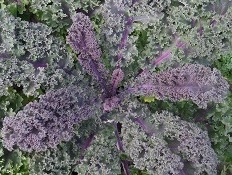 Капуста листовая (Кале) Рубиновое сияние Капуста листовая (Кале) Рубиновое сияние