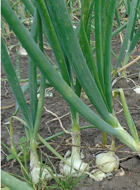 Лук репчатый Помпеи Лук репчатый Помпеи