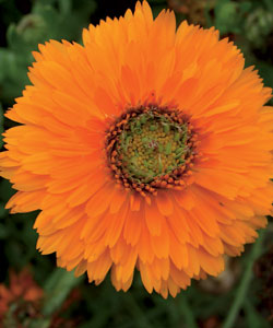 ��������� ����� ��������