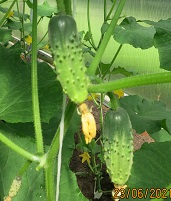 Огурец Родничок плюс F1 Огурец Родничок плюс F1