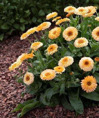 ��������� ������� ������� ��������