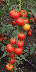 Томат Чудо рынка F1 Томат Чудо рынка F1