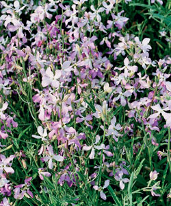 �������� �������� ������-�������