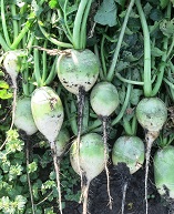 Редька китайская Маргеланская Редька китайская Маргеланская