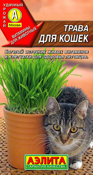 ����� ��� �����