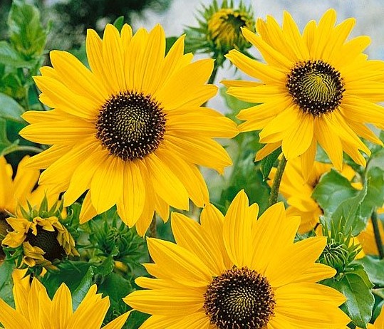 ������������ ������������ (�������������) ������������ ���������� ������