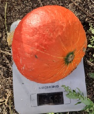 Тыква крупноплодная Хоккайдо Тыква крупноплодная Хоккайдо