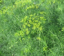 Укроп Ураган Укроп Ураган