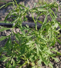 Кресс-салат Кудрявый Кресс-салат Кудрявый