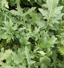 Индау (руккола) Корсика Индау (руккола) Корсика