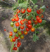 Томат Черри красный Томат Черри красный