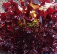 Салат Красный вельвет листовой Салат Красный вельвет листовой