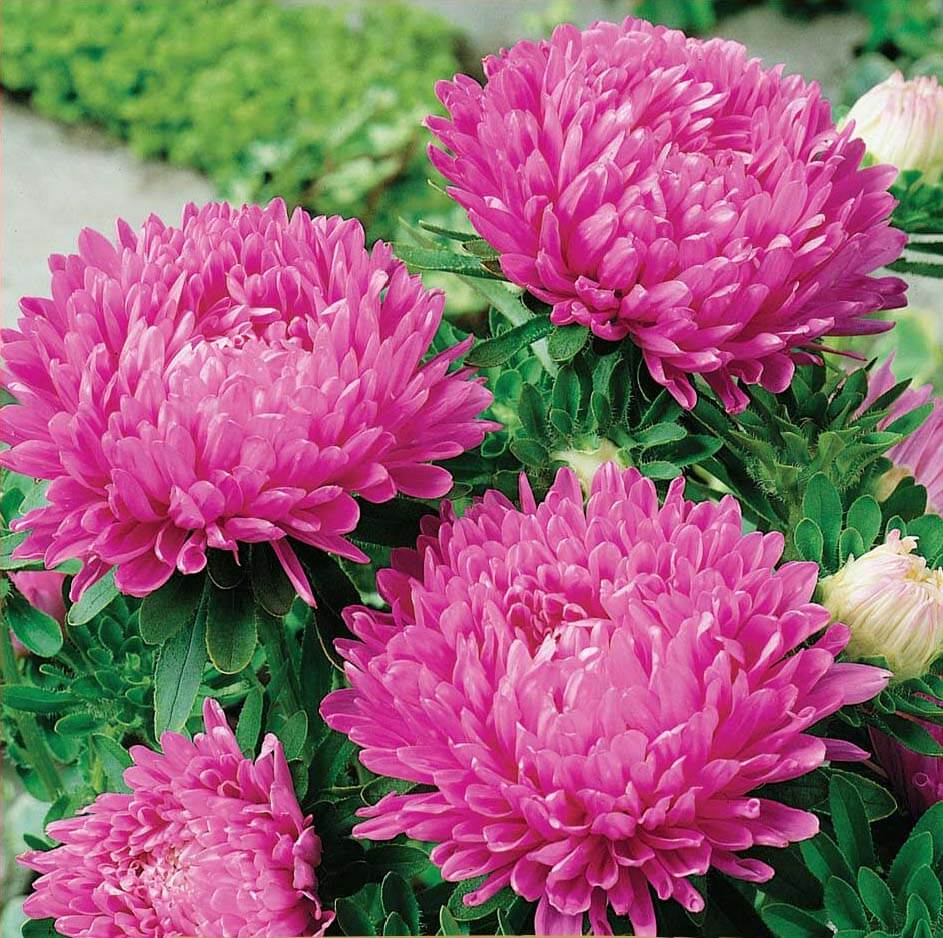 ����� ��������� ����� ������ ������� ����������