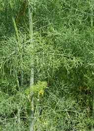 Укроп Мамонт Укроп Мамонт