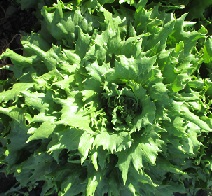 Салат Айс квин Салат Айс квин