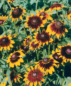 Рудбекия волосистая Краски осени, смесь сортов Рудбекия волосистая Краски осени, смесь сортов