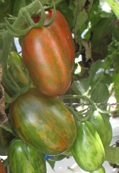 Томат Суперэкзотик Томат Суперэкзотик