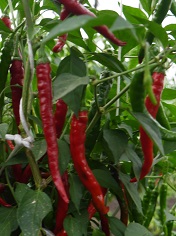 Перец острый Кайенский лонг слим Перец острый Кайенский лонг слим