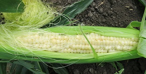 Кукуруза сахарная Ранняя лакомка 121 Кукуруза сахарная Ранняя лакомка 121