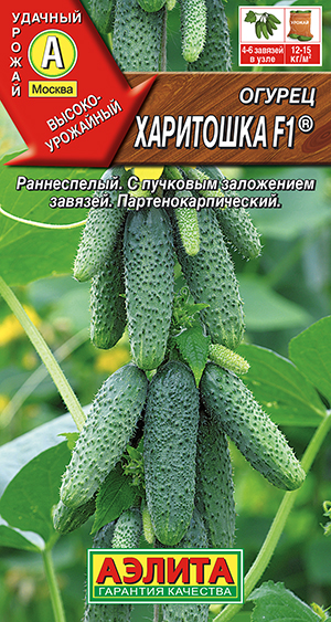 Огурец Харитошка F1 ® Огурец Харитошка F1 ®
