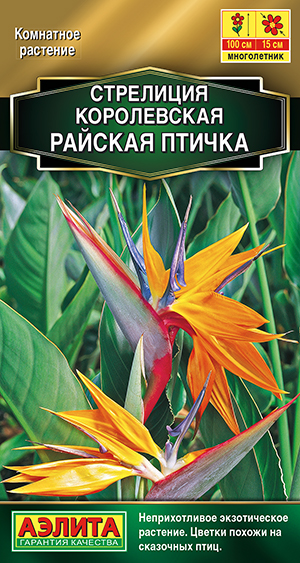 Стрелиция королевская Райская птичка Стрелиция королевская Райская птичка