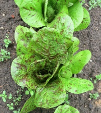 Салат Веснушки Салат Веснушки