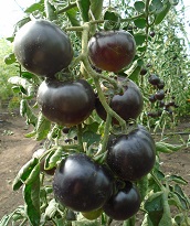 Томат Блю Питтс Томат Блю Питтс