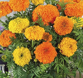 Бархатцы Крэкерджек прямостоячие, смесь сортов Бархатцы Крэкерджек прямостоячие, смесь сортов