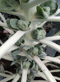 Капуста брюссельская Лонг-Айленд Капуста брюссельская Лонг-Айленд