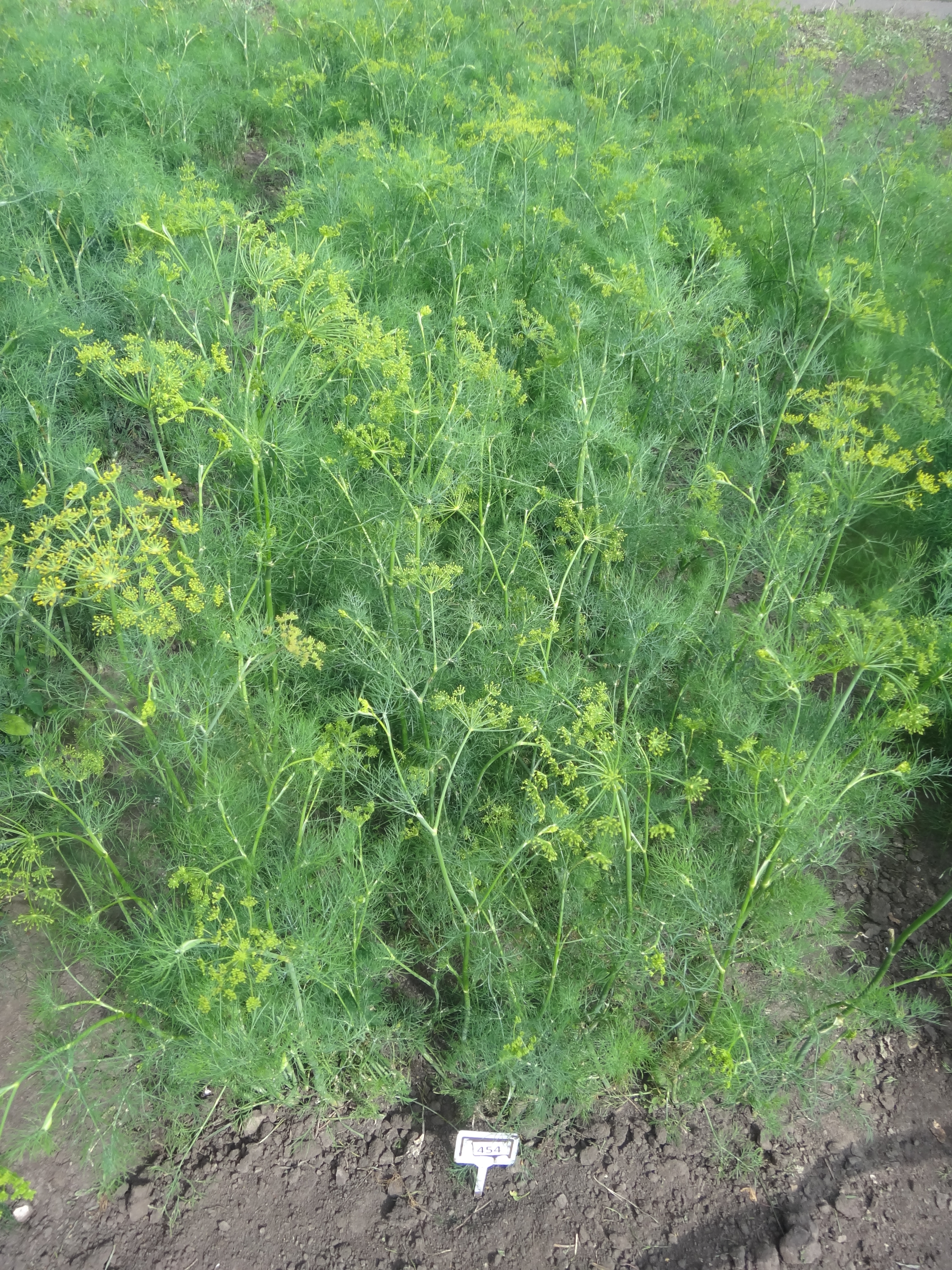 Укроп Ханак Укроп Ханак