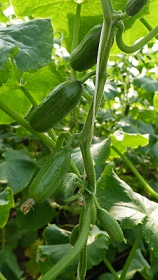 Огурец Чим Чим F1 Огурец Чим Чим F1