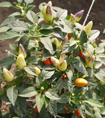 Перец декоративный Зажигалка Перец декоративный Зажигалка