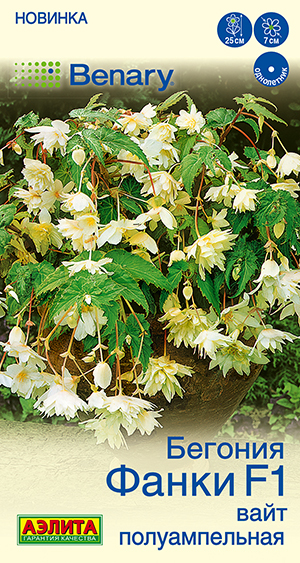 Бегония Фанки F1 вайт полуампельная Бегония Фанки F1 вайт полуампельная