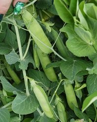 Горох овощной Иловецкий Горох овощной Иловецкий