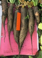 Редька Цилиндра Редька Цилиндра