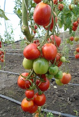 Томат Де Барао красный Томат Де Барао красный