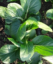 Капуста китайская Пак Чой белая Капуста китайская Пак Чой белая