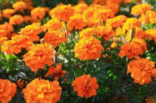 Бархатцы Оранжевые махровые отклоненные Бархатцы Оранжевые махровые отклоненные