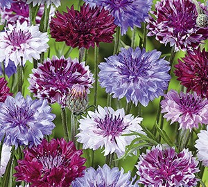 ������� �������� �������� ������, ����� ������