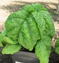 Базилик овощной Салатный лист Базилик овощной Салатный лист