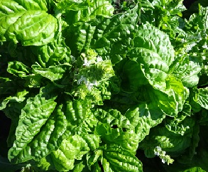 Базилик овощной Хлопец кучерявый Базилик овощной Хлопец кучерявый