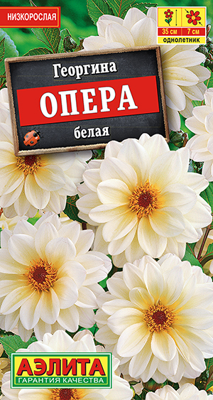 Георгина Опера белая Георгина Опера белая