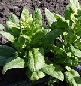 Шпинат Американская мечта Шпинат Американская мечта