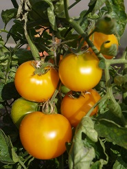 Томат Львенок Томат Львенок