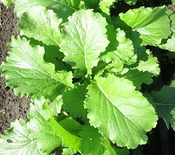 Капуста китайская Вонг вок Капуста китайская Вонг вок