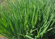 Лук батун Майский Лук батун Майский