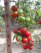 Томат Юбилейный Тарасенко Томат Юбилейный Тарасенко