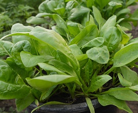 Шпинат Матадор Шпинат Матадор