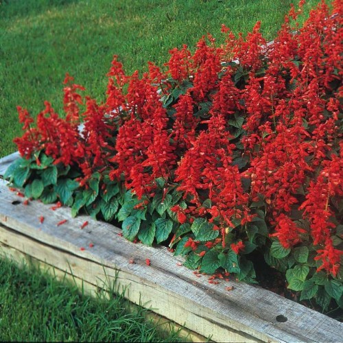 Сальвия сверкающая Эрли Бонфайер Сальвия сверкающая Эрли Бонфайер