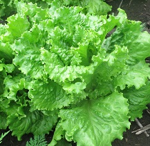 Салат Кучерявец Одесский полукочанный Салат Кучерявец Одесский полукочанный